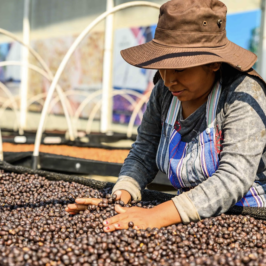 Coffee Growing in Bolivia