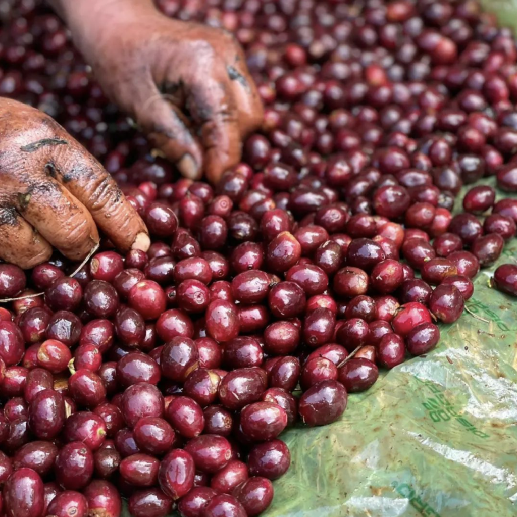 Finca La Soledad Farmers Picking Coffee Cherries